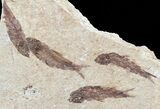 Fossil Fish (Knightia) Multiple Plate - Wyoming #53920-1